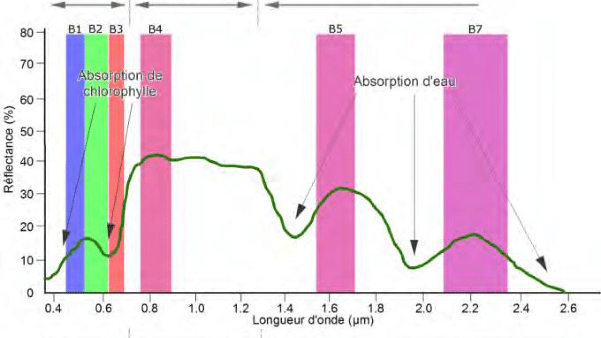 Courbe typique de la signature spectrale de la végétation saine (Source : Elaboré par Camille A. Tovondrazane dans sa thèse (2021) à partir de Chuvieco, 1996)